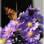 Schmetterling_1