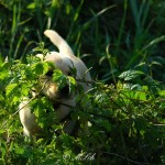 Hunde_003