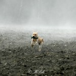 Hunde_004