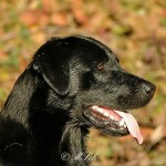 Hunde_026