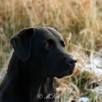 Hunde_034