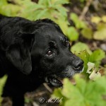 Hunde_066