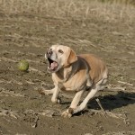 Hunde_070