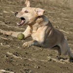 Hunde_071