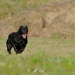 Hunde_077