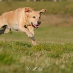 Hunde_078