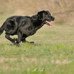 Hunde_080