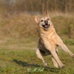 Hunde_081