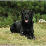 Woodquarter Gundog's Anik_04