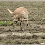 Nase bremst schneller als Hintern