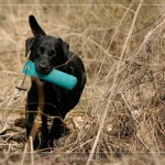 Woodquarter Gundogs' Anik