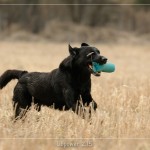 Woodquarter Gundogs' Anik